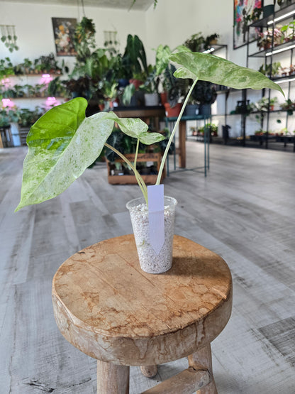 Alocasia Macrorrhiza Splash (JP2)