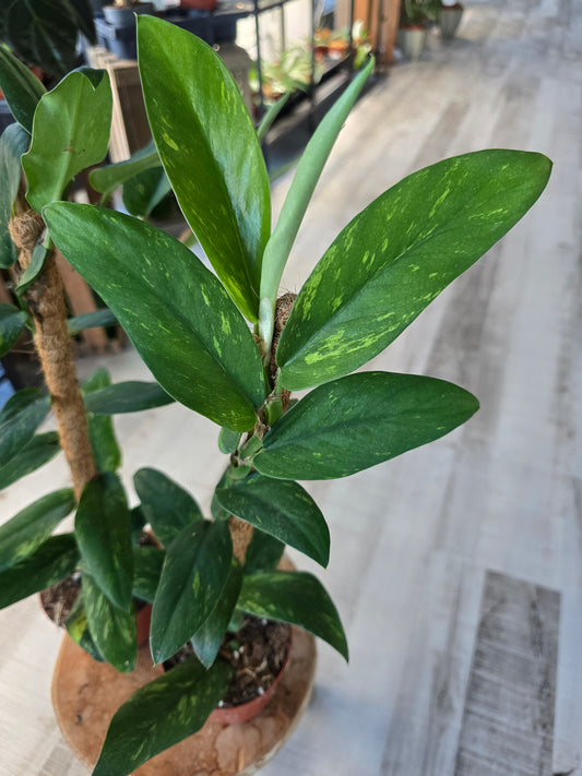 Rhaphidophora elliptica aurea