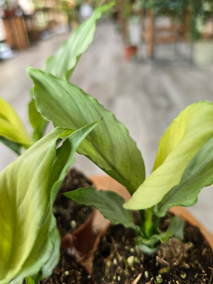 Spathiphyllum Blue Ice