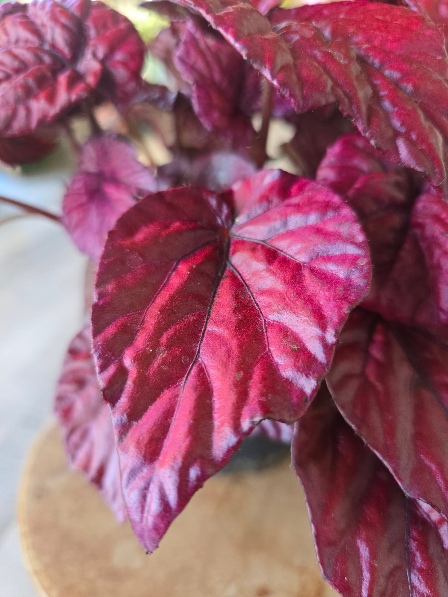 Begonia Inca Flame