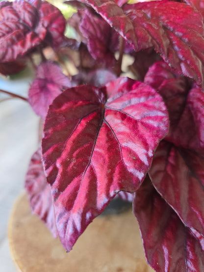 Begonia Inca Flame