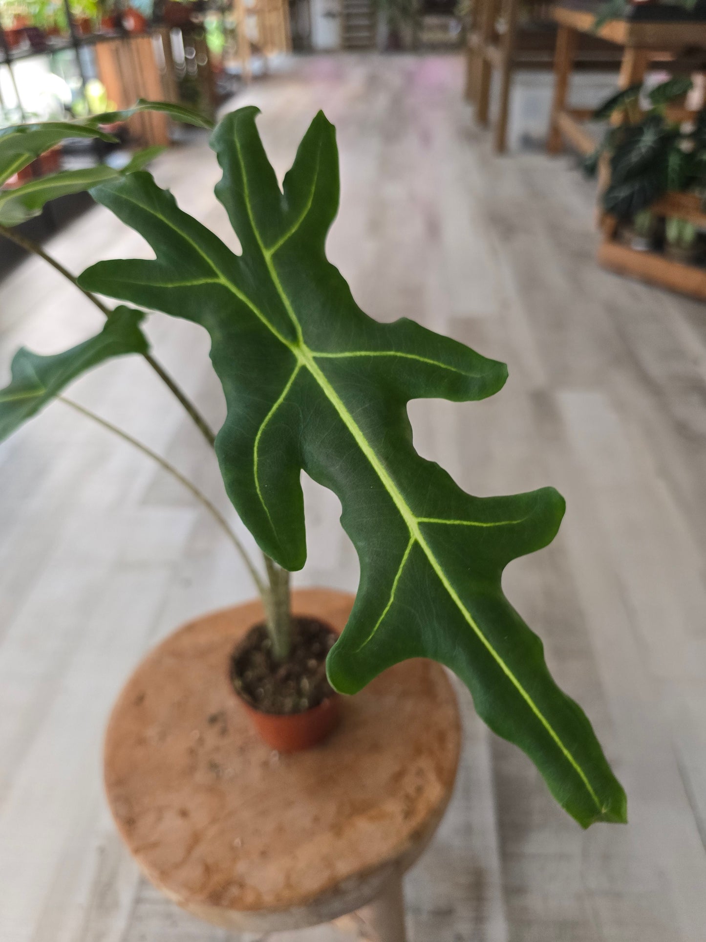 Alocasia Portei 'Zebra Stem'