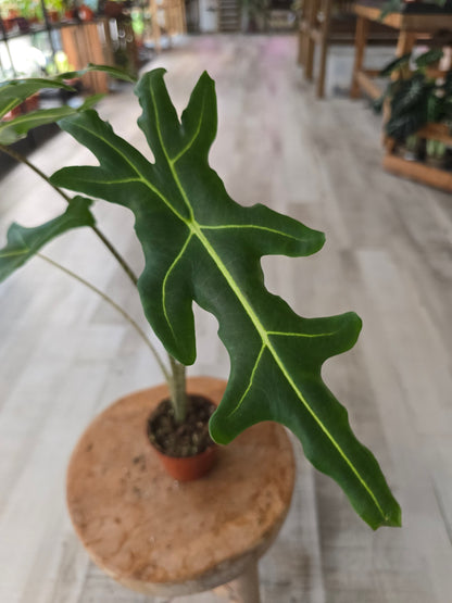 Alocasia Portei 'Zebra Stem'
