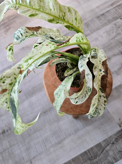 Rhaphidophora puberula variegata (SC2)