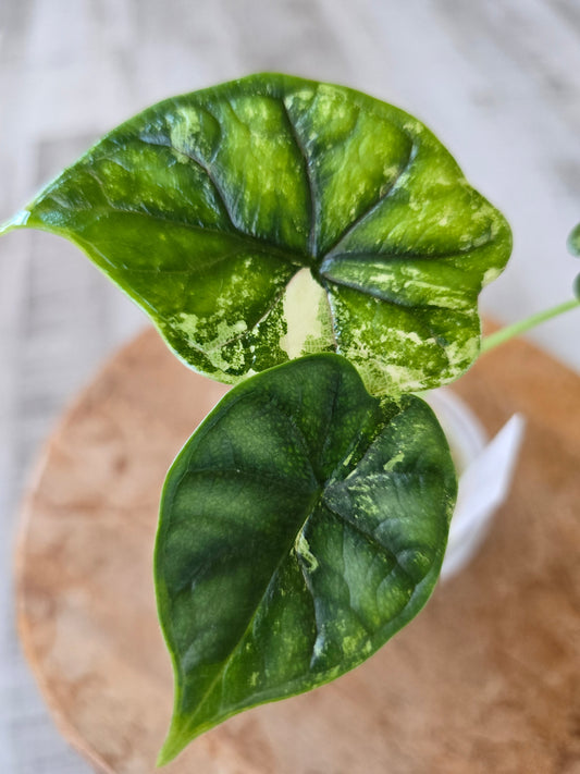 Alocasia Dragon Scale albo (JP)