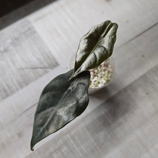 Alocasia chantrieri (JP)