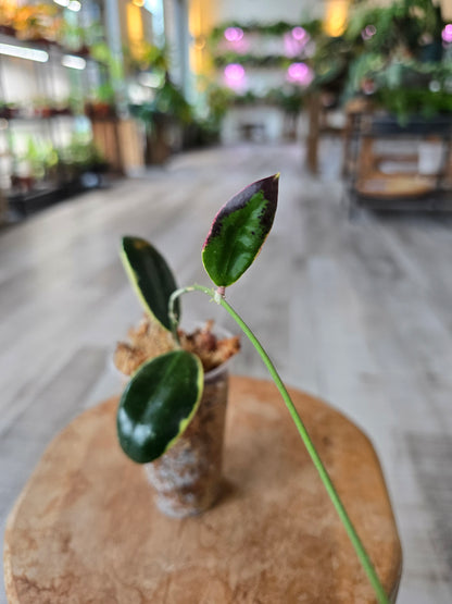 Hoya acuta variegata (RC)