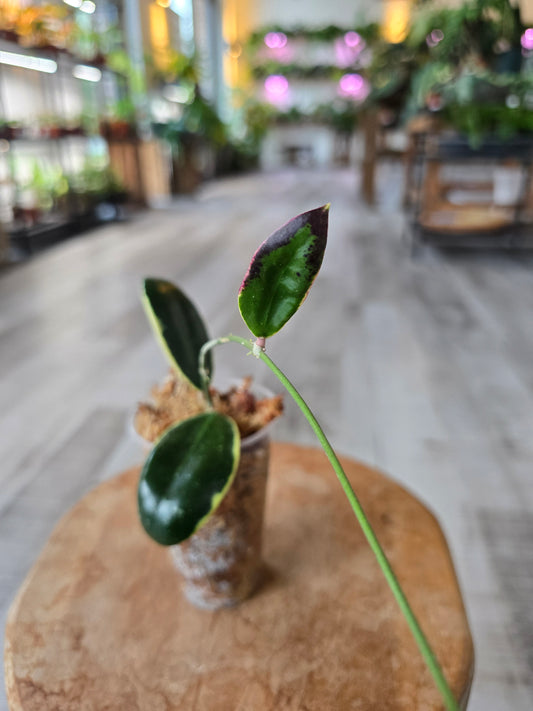Hoya acuta variegata (LS 16)