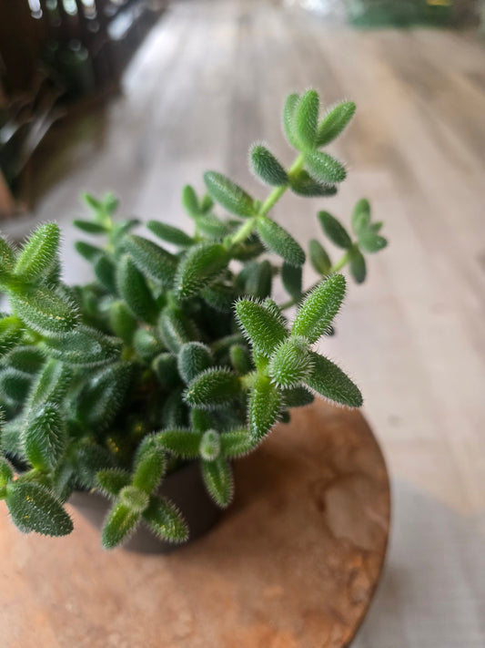 Delosperma echinatum