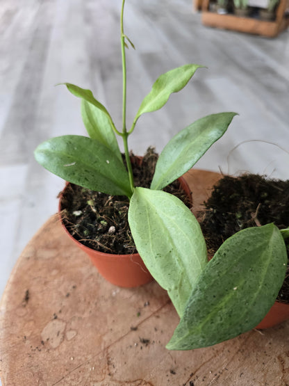 Hoya nicholsoniae 'New Guinea Ghost'