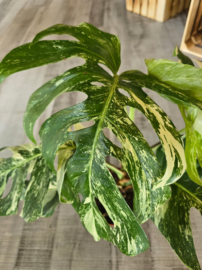Monstera deliciosa variegata (3)