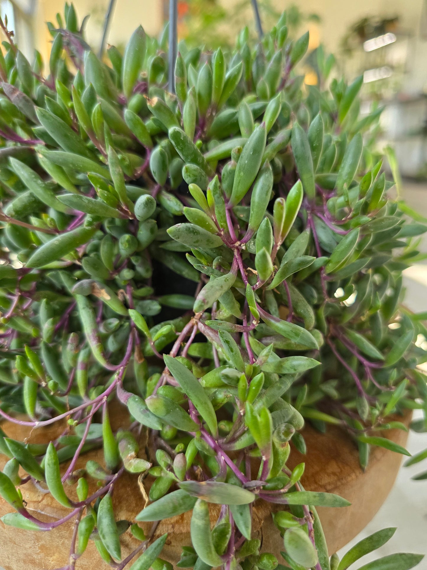 Senecio herreianus Purple Flush