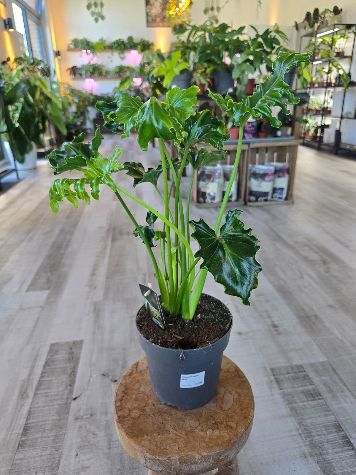 Philodendron Atlantis