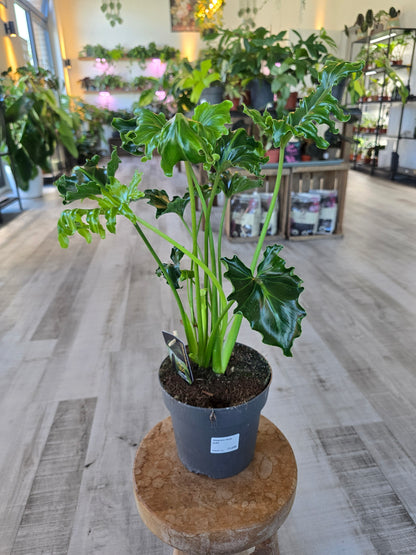 Philodendron Atlantis