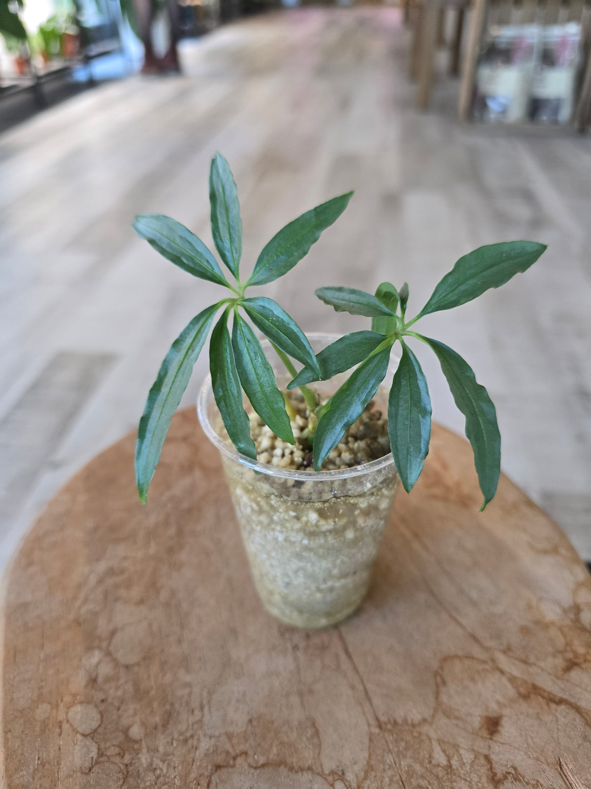Anthurium Polyschistum (JP)