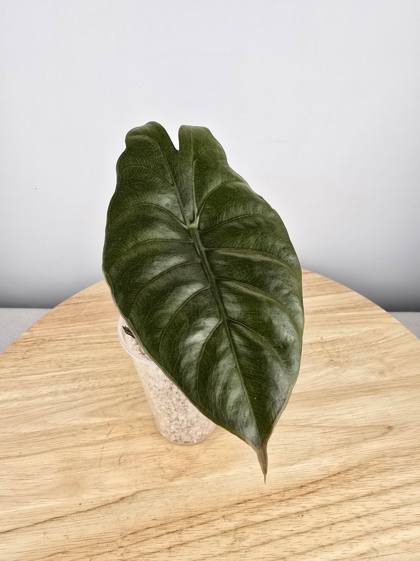 Alocasia chantrieri (JP)