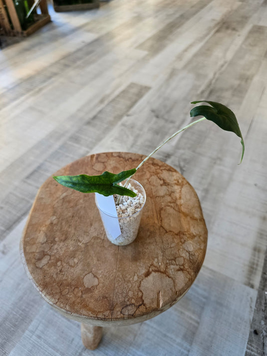 Alocasia Sabrina Narrow (JP)