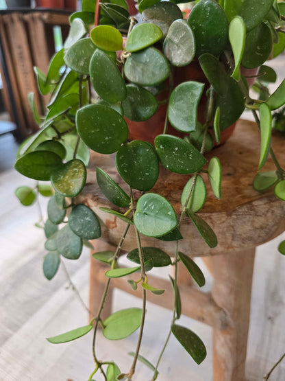 Hoya 'Mathilde Splash'