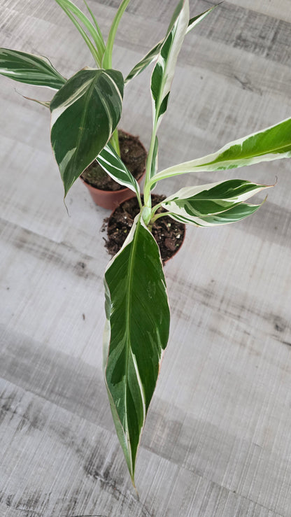 Musa Florida Variegated