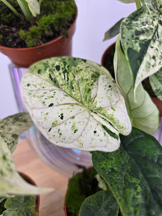 Alocasia 'Dragon Scale Variegata'