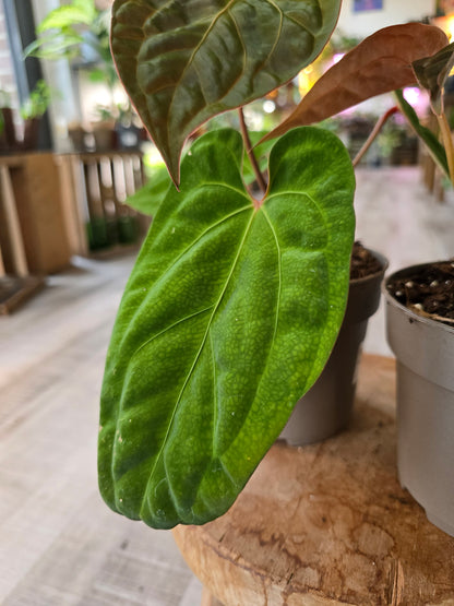 Anthurium King of Spades x Forgetti x Goliath