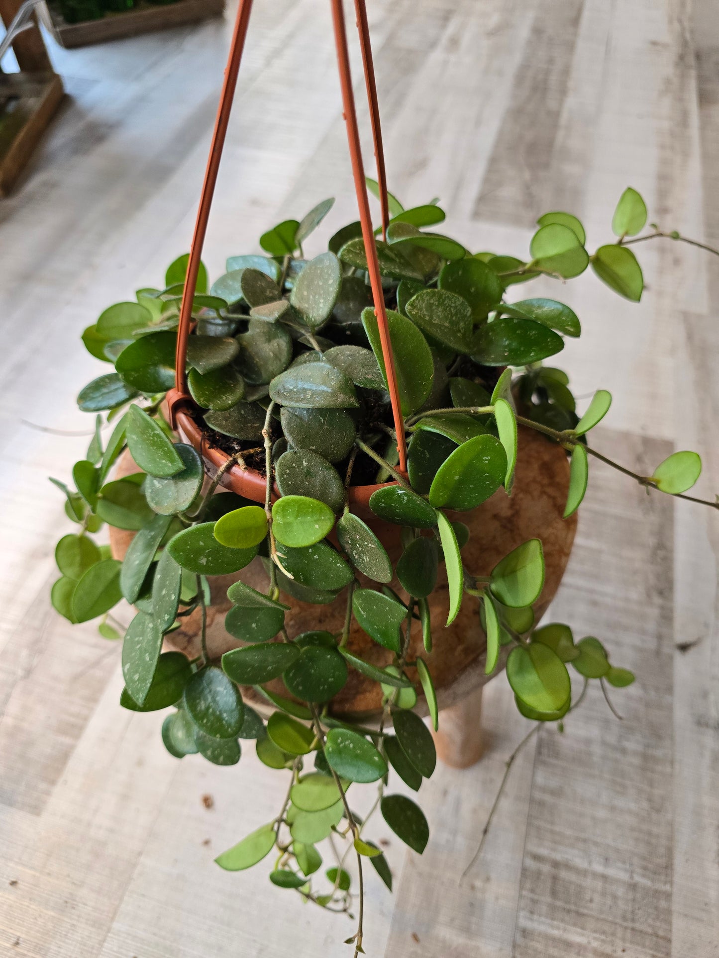 Hoya 'Mathilde Splash'