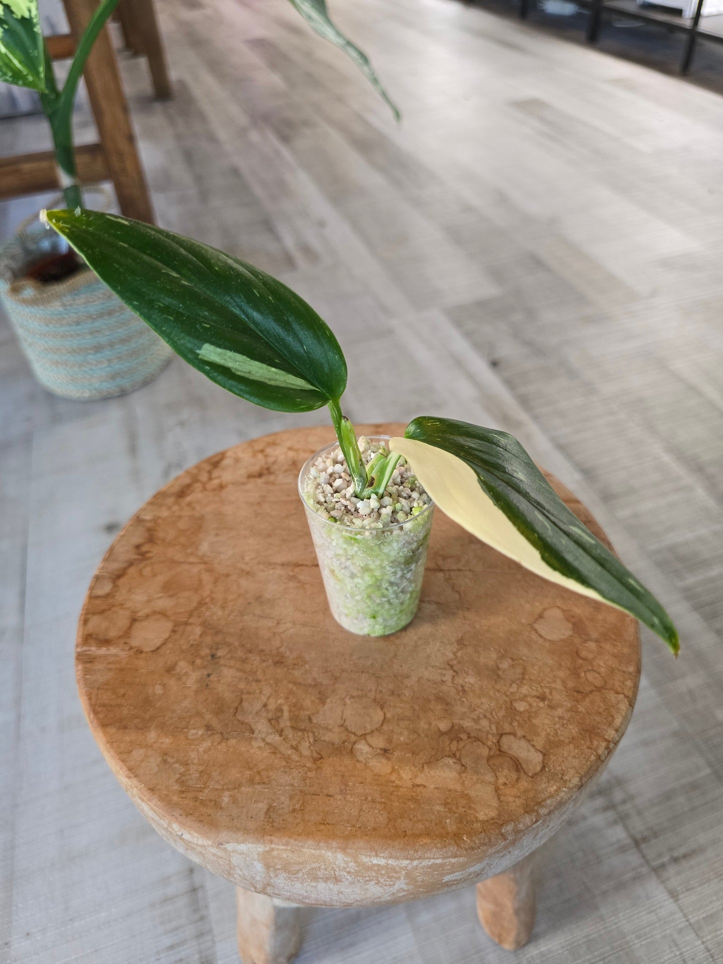 Monstera standleyana (Philodendron Cobra) (RC)