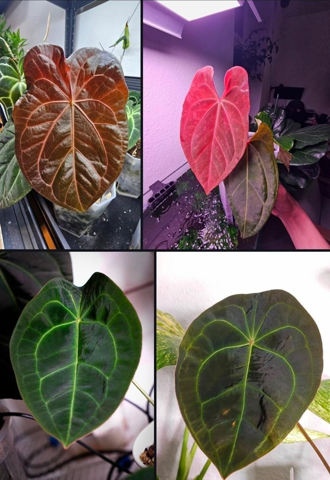 Anthurium X-one x Red Spider x Forgetii x AOS