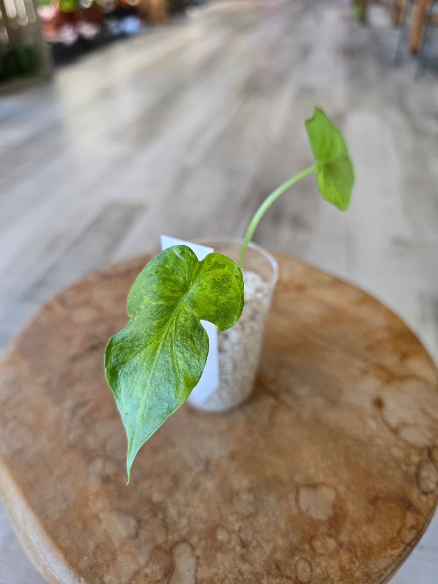Alocasia Macrorrhiza aurea variegata (JP)
