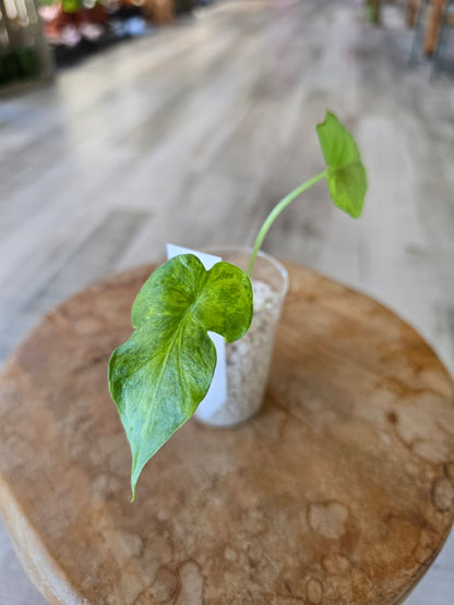 Alocasia Macrorrhiza aurea variegata (JP)