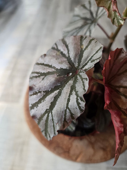 Begonia Looking Glass