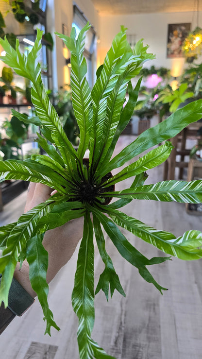 Asplenium Nidus variegata