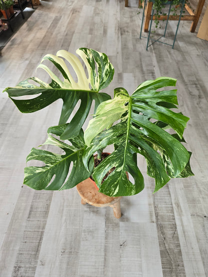 Monstera deliciosa variegata