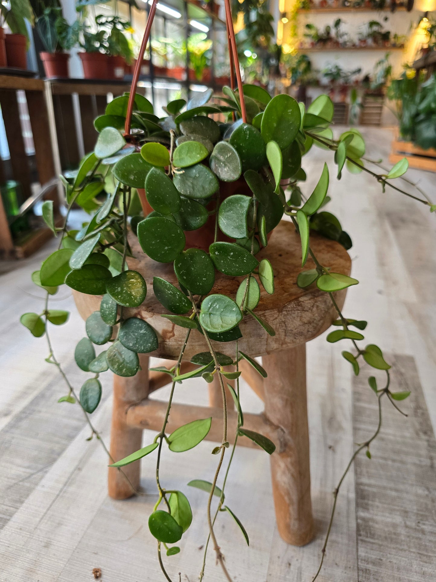 Hoya 'Mathilde Splash'