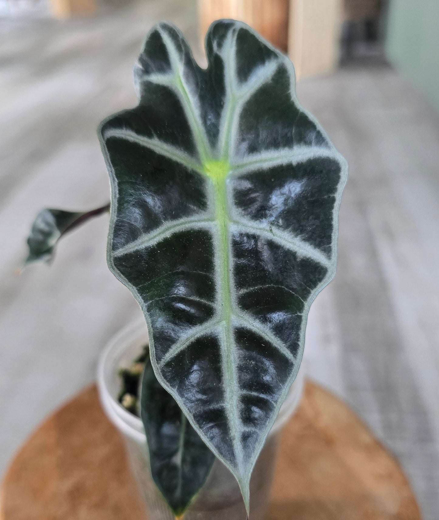 Alocasia Polly variegata (low variegated P1)
