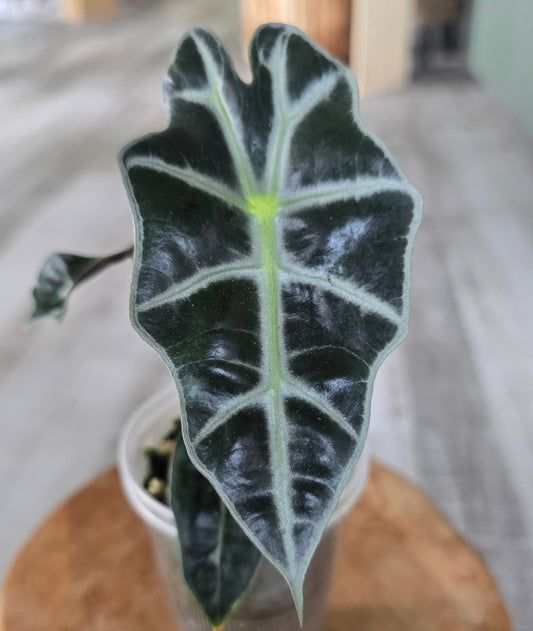 Alocasia Polly variegata (low variegated P1)