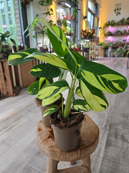 Ctenanthe Lubbersiana Golden Mosaic