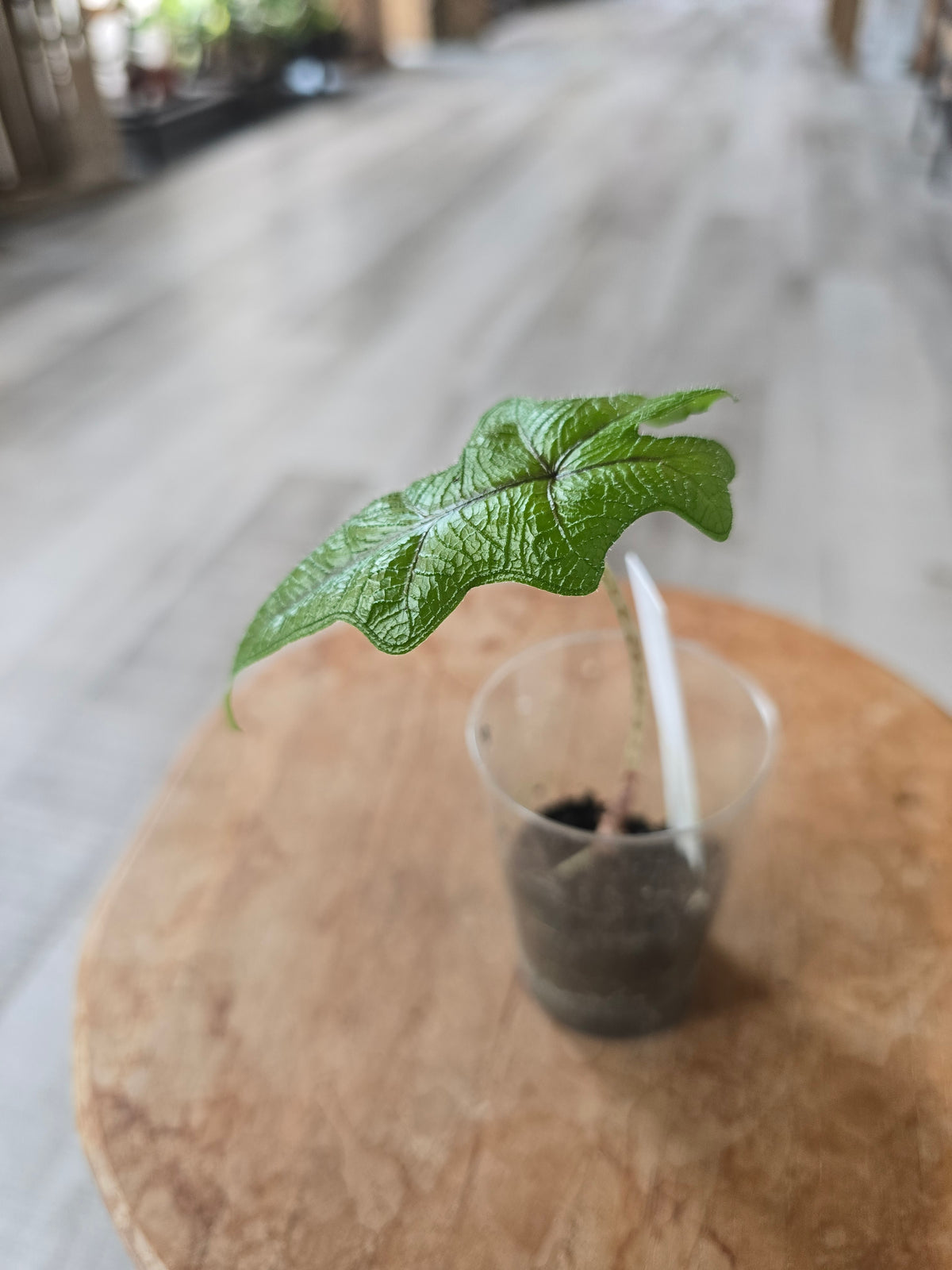 Alocasia Jacklyn (JP)