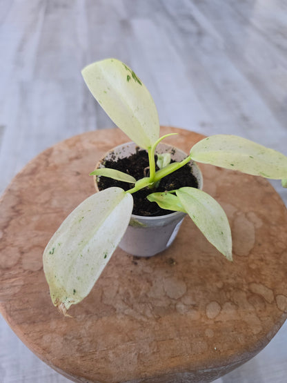 Philodendron Whipple Way