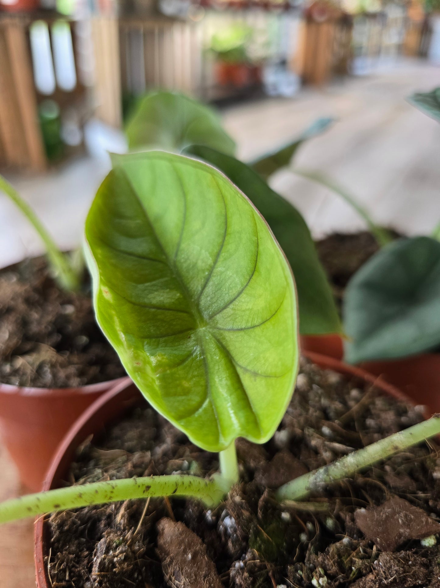 Alocasia nebula