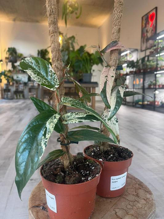 Ficus sagittata 'Variegata'