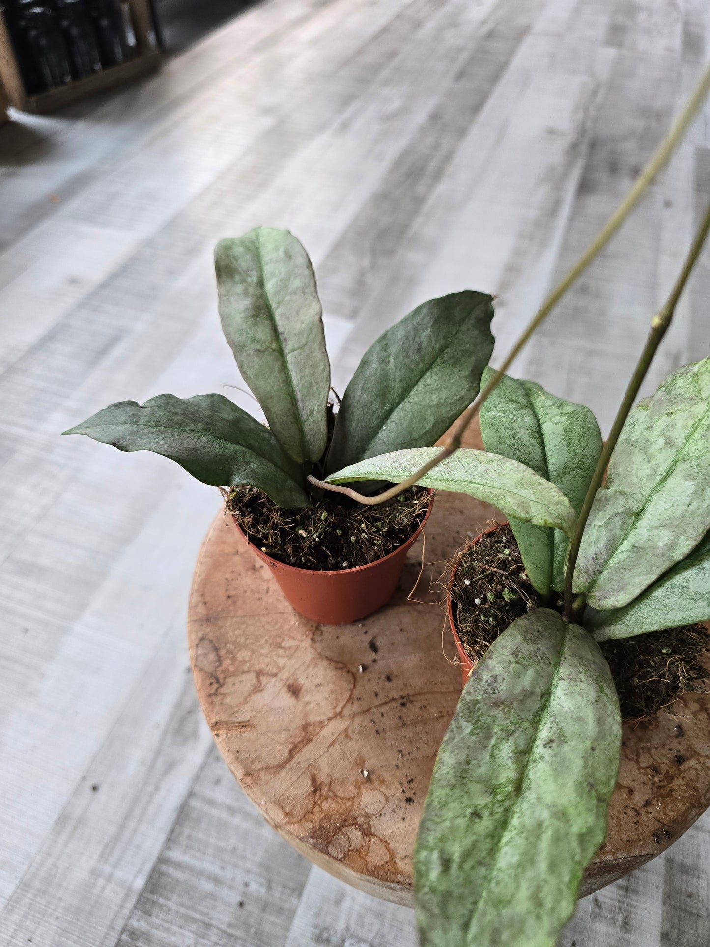Hoya Mitrata silver