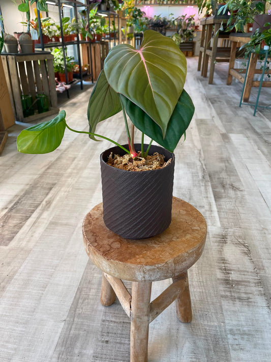 Philodendron Pink Glory (RC)