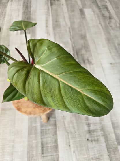 Philodendron 'Summer Glory'
