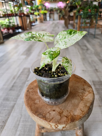 Alocasia Macrorrhiza Splash (JP1)