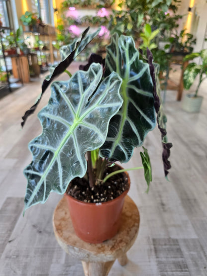 Alocasia Polly