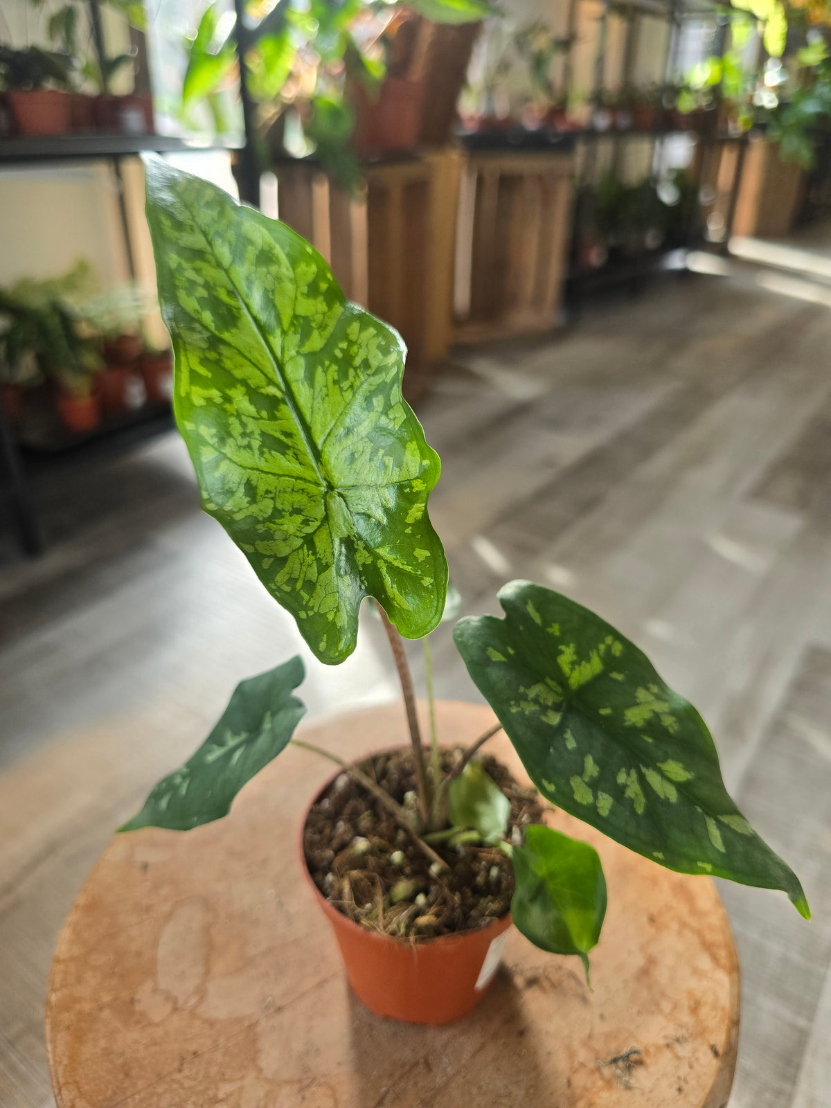 Alocasia Shattered Glass (LS 31)