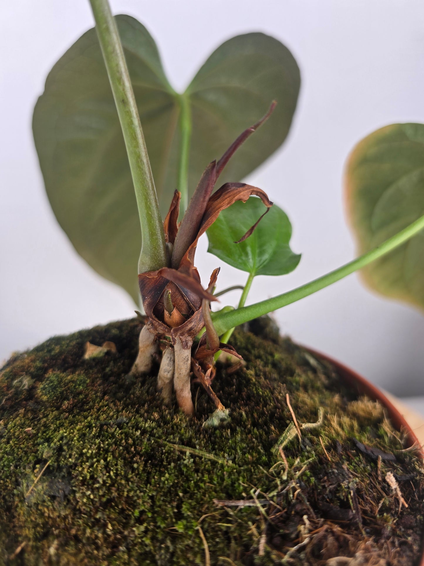 Anthurium Queen of Hearts (SC)