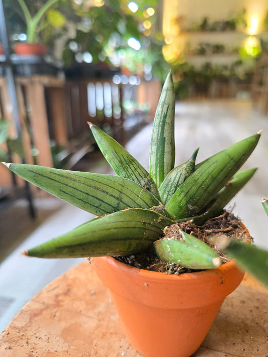 Sansevieria Rookie