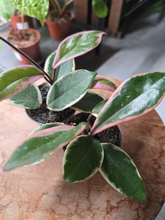 Hoya carnosa 'Flamingo Dream' 'S'